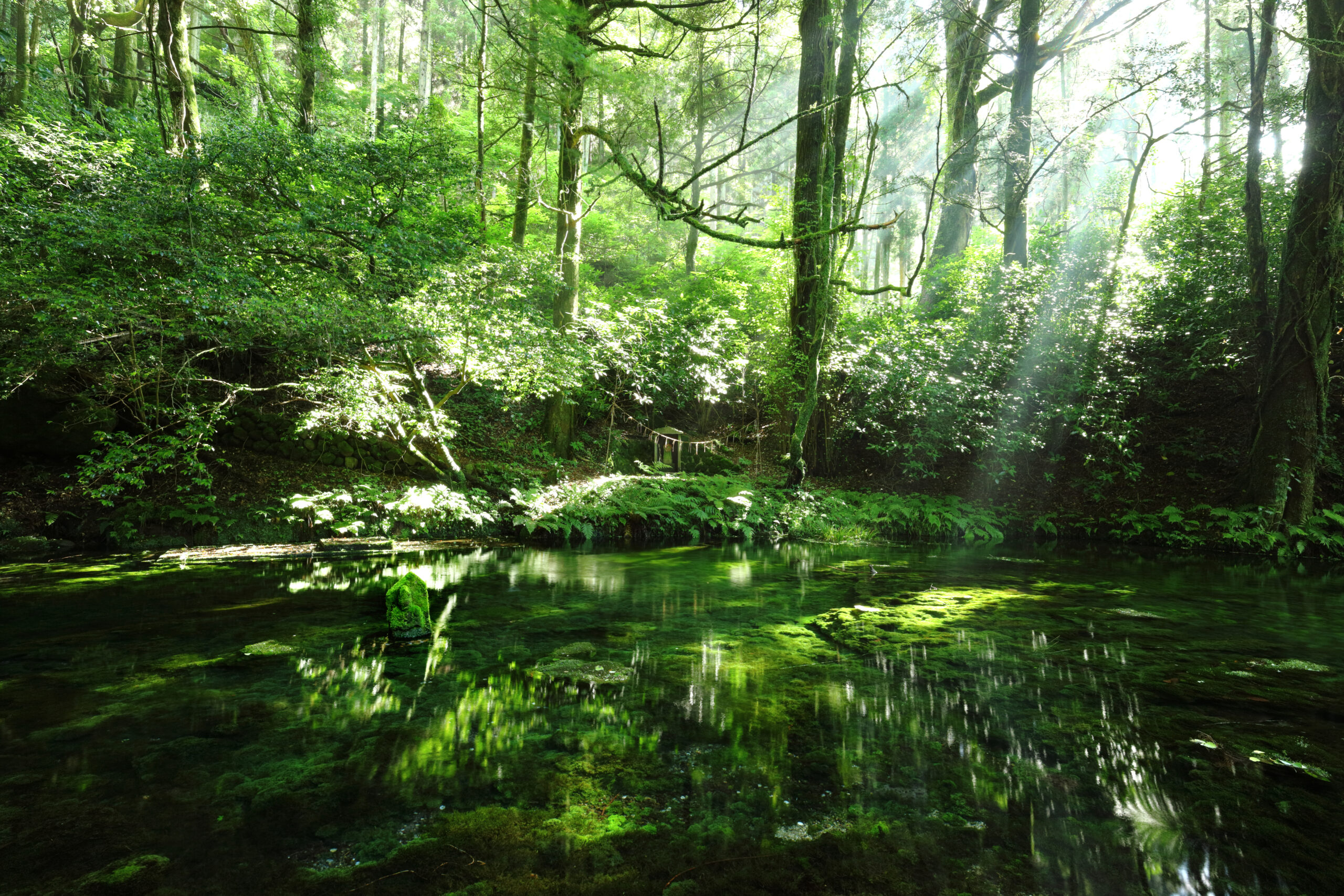 池山水源の水 | peace-organic-project